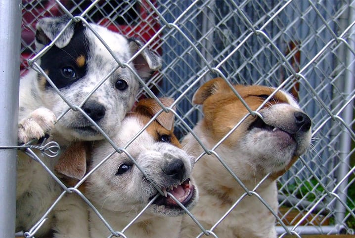 Imagem 1 do pet